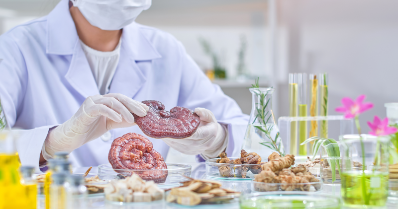 Reishi, Tamoxifeno y BRCA: Mitos vs. hechos científicos