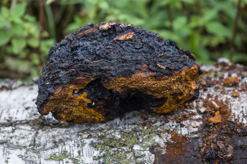 Chaga, el hongo para una digestión saludable