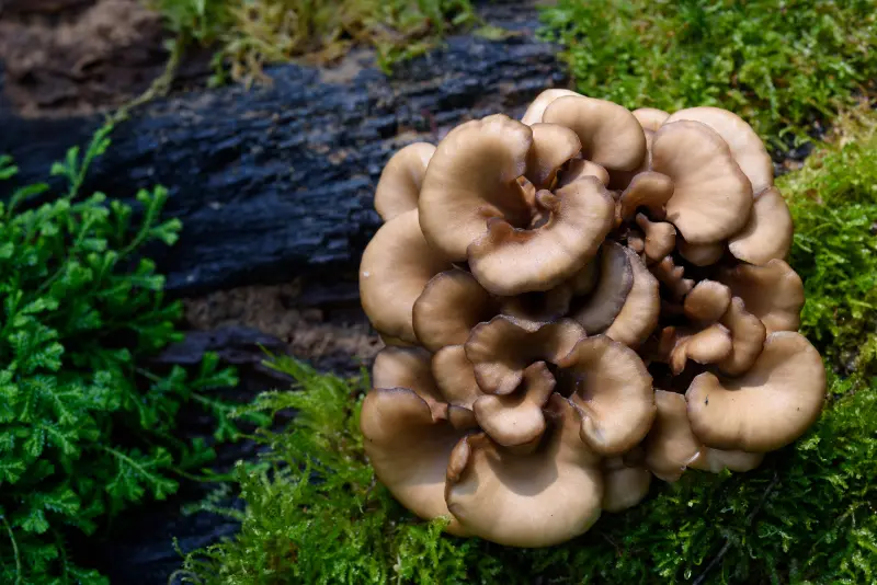 Maitake, el hongo preventivo de la vejez