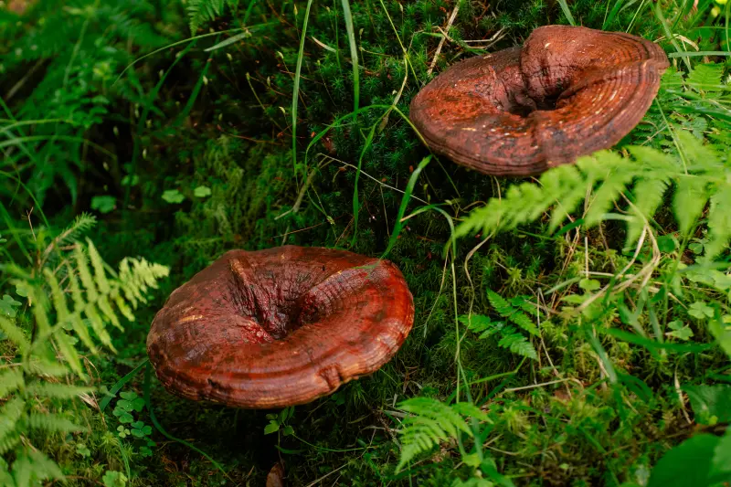 Reishi – el hongo de la calma y la longevidad